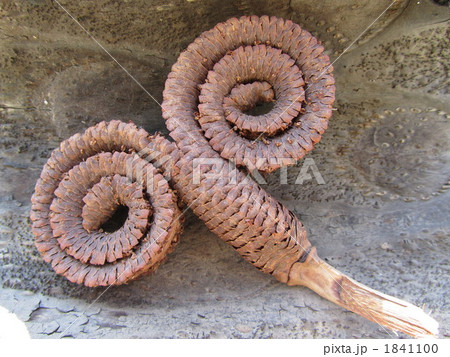 タルホーン 1841100