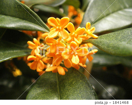 キンモクセイ 1841468