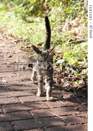 公園の野良猫 1841831