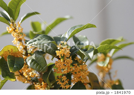 満開の金木犀の枝と花 1841970