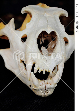 ライオンの頭骨 1842271