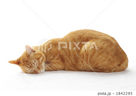 眠るネコ 眠るネコ 1842295