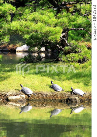 縮景園　カメ 1842533