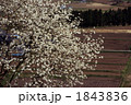 コブシ咲く 1843836