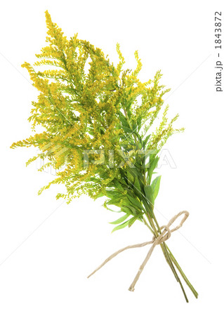 背高泡立ち草の切り抜き 1843872