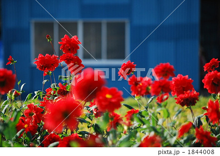 花畑 ダリア 秋 1844008