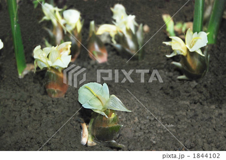 みょうがの花 1844102