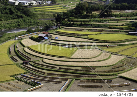あらぎ島の収穫の秋 あらぎ島の収穫の秋 1844708