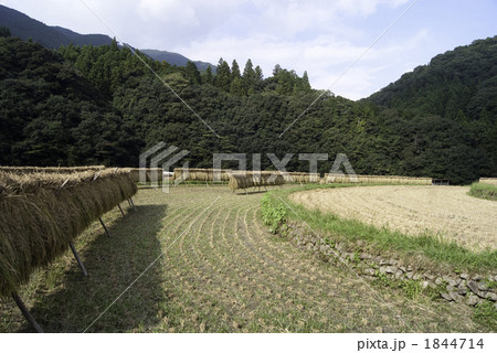 収穫期のあらぎ島 収穫期のあらぎ島 1844714