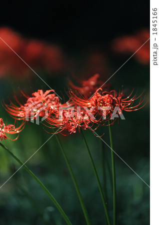 曼珠沙華001 曼珠沙華001 1845166