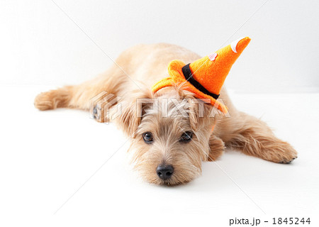 ノーフォークテリア ハロウィン ノーフォークテリア ハロウィン 1845244