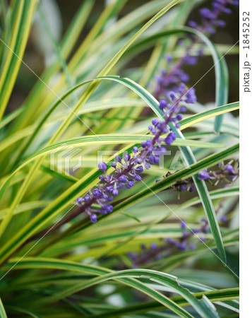 フイリヤブラン 1845252