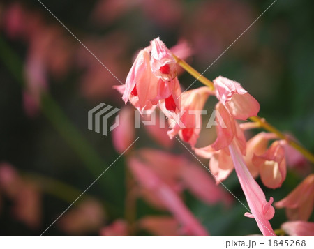 サルビア 1845268