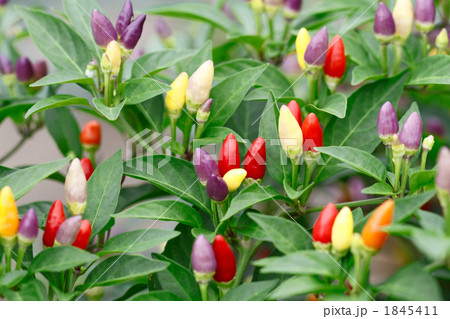 トウガラシ 1845411