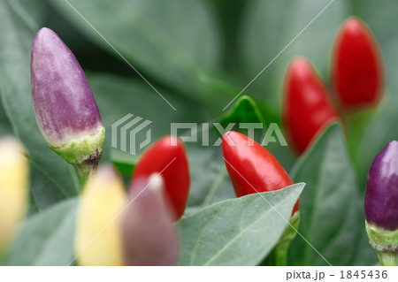 トウガラシ 1845436