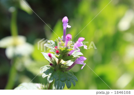 晴天下のホトケノザ 1846108