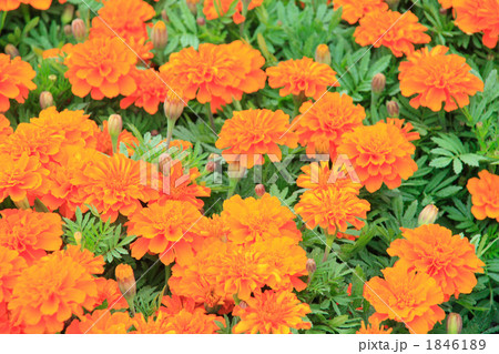 オレンジ色のマリーゴールド 1846189