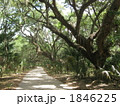 Cumberland Island, Georgia 1846225