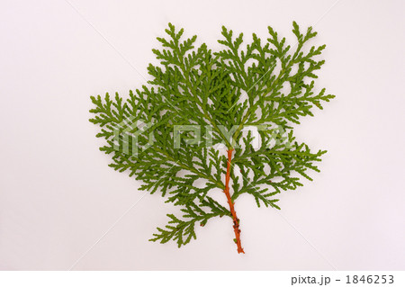 コノテガシワの葉 1846253