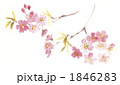 桜 1846283