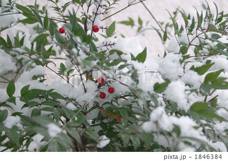 雪の中の南天の実 雪の中の南天の実 1846384