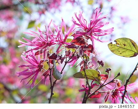 05月　トキワマンサク・マンサク科02 1846557