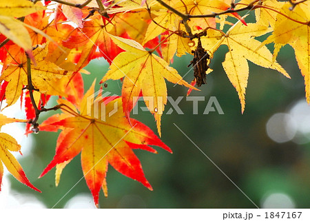 ミノムシ 蓑虫 1847167