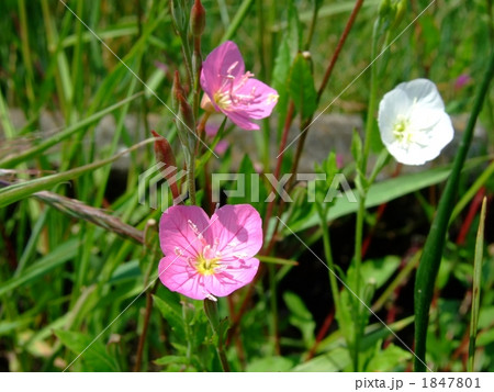 赤花夕化粧 1847801