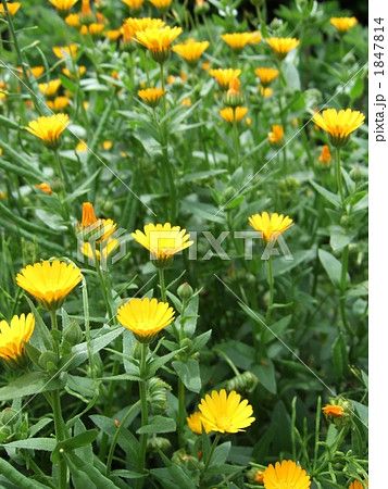 冬知らず 冬知らず 1847814