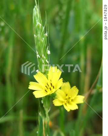 コオニタビラコ コオニタビラコ 1847829