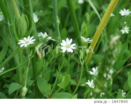 ノミノフスマ 1847840