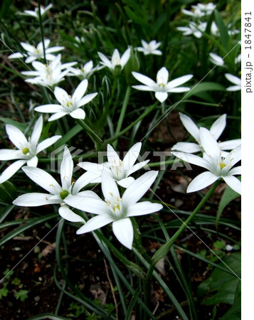 オオアマナ 1847841