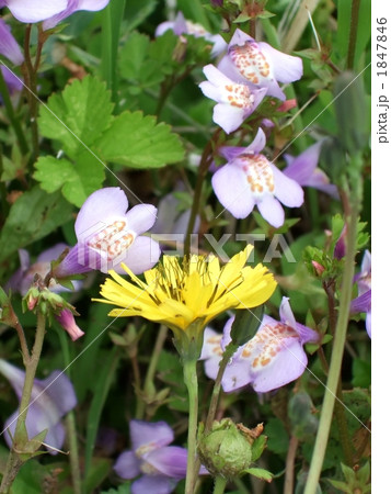 オオジシバリとムラサキサギゴケ 1847846