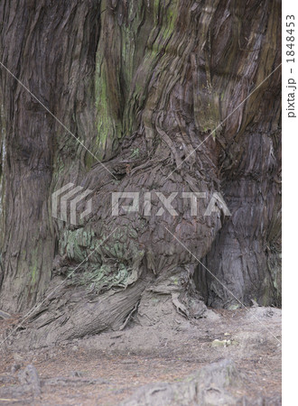 建長寺の大木 建長寺の大木 1848453