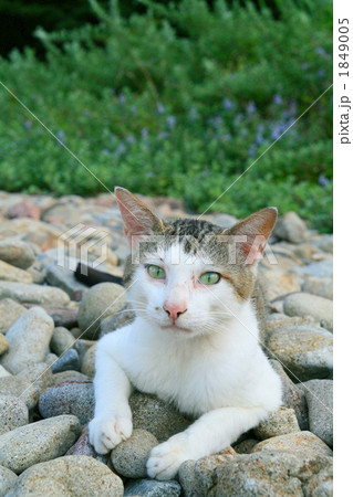 河原で休憩する野良猫 河原で休憩する野良猫 1849005
