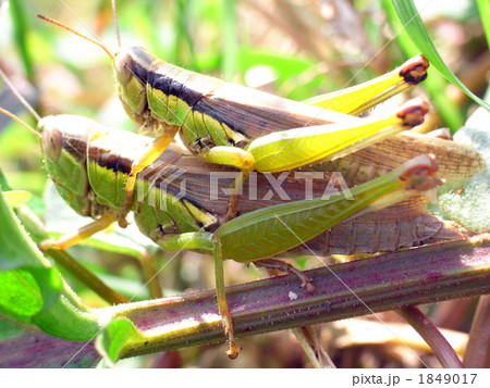 イナゴ イナゴ 1849017