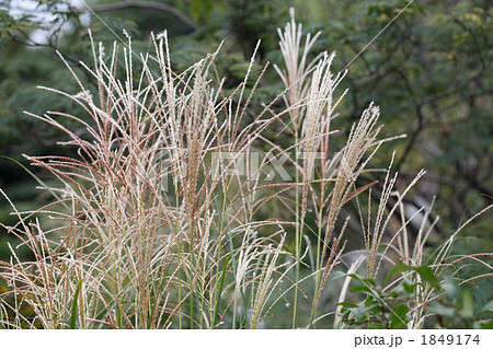 魲の花穂 1849174