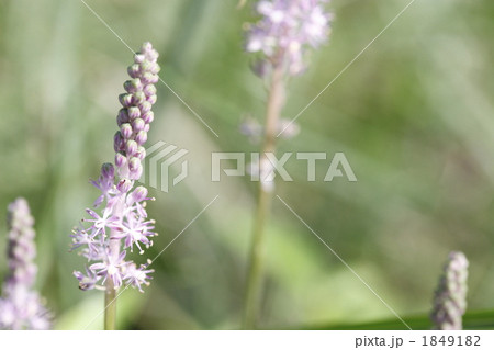 日差しの中の美しい蔓穂の花 日差しの中の美しい蔓穂の花 1849182