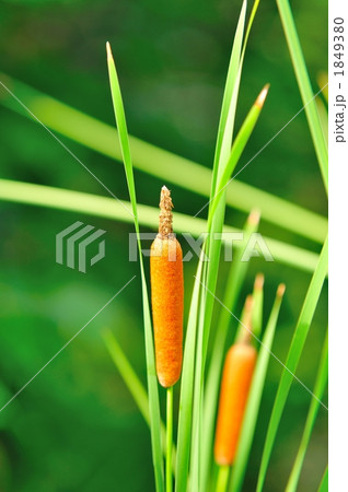 ひめがま 1849380