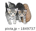 猫の兄弟 1849737
