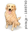 犬ゴールデンレトリバー 1849740