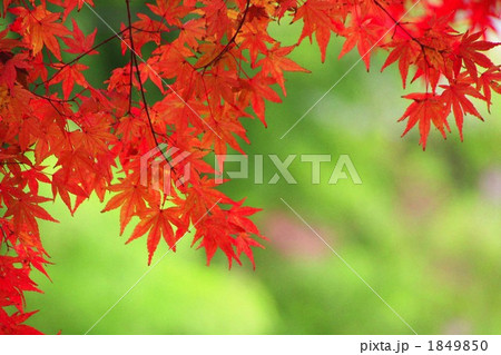磐梯山麓の紅葉(土津神社) 磐梯山麓の紅葉(土津神社) 1849850