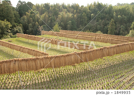 稲干す 1849935