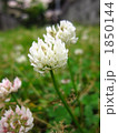 シロツメクサ 1850144