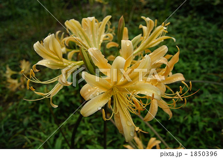 リコリス・オーレア リコリス・オーレア 1850396