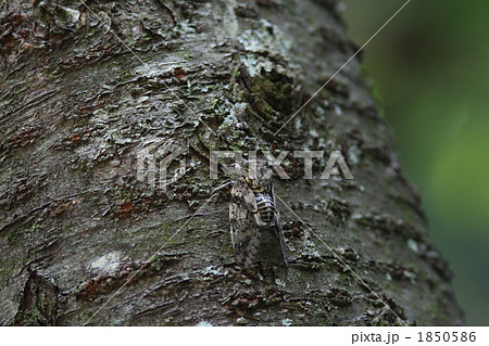 ニイニイゼミ ニイニイゼミ 1850586