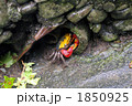 山のカニ 1850925