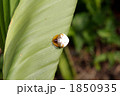 トリノフンダマシ 1850935