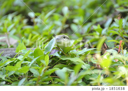 ヘビがこんにちは 1851638