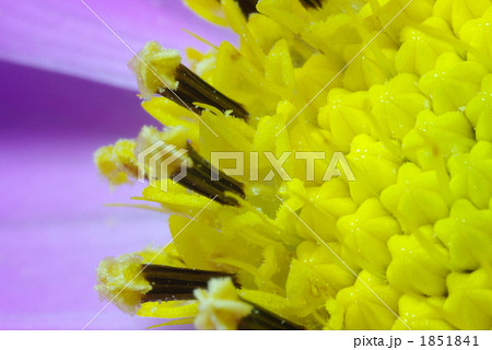 コスモス コスモス 1851841